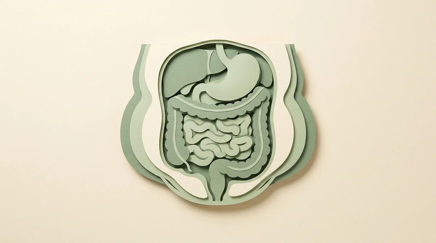 종이로 만든 배 속 단면 — 위와 장을 두꺼운 지방층이 여러 겹 감싸 복부가 부푼 모습